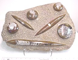 AOFP-40.JPG