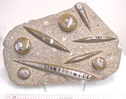 AOFP-45.JPG