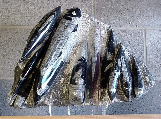 OFP-60.jpg