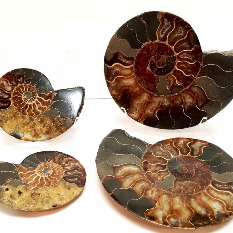 Ammonite Fossil Pairs