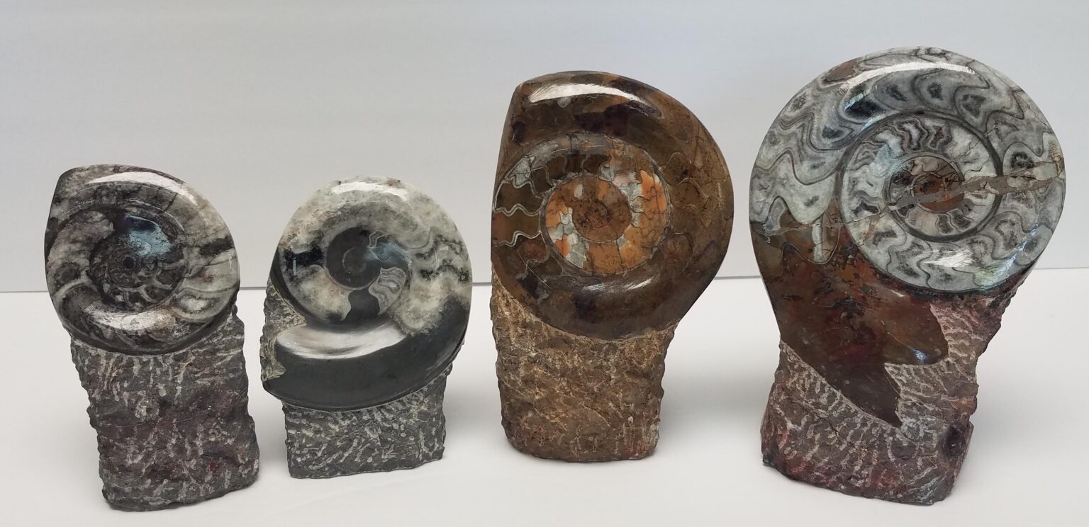 Ammonite Freestanding Sculpture