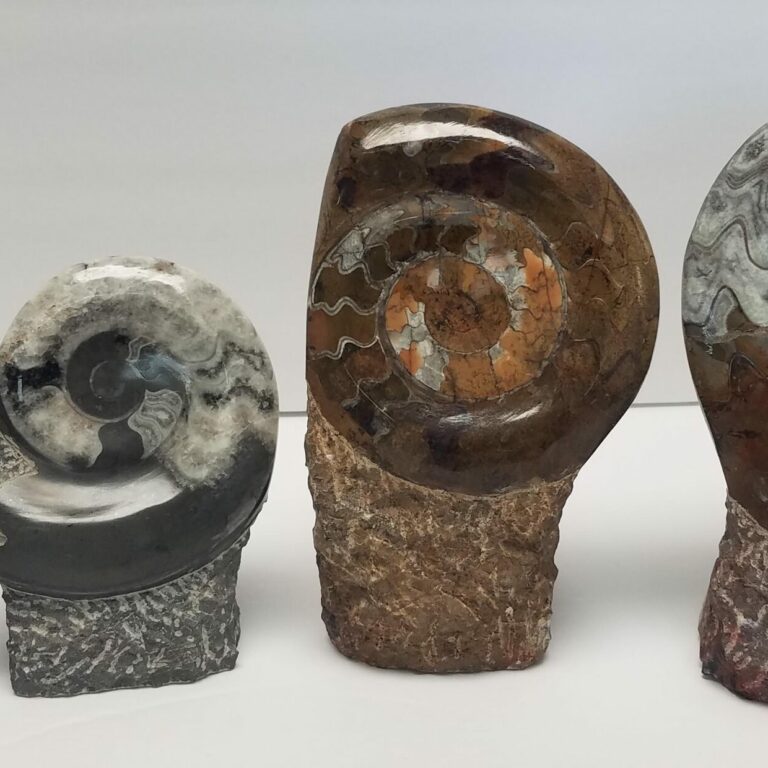 Ammonite Freestanding Sculpture