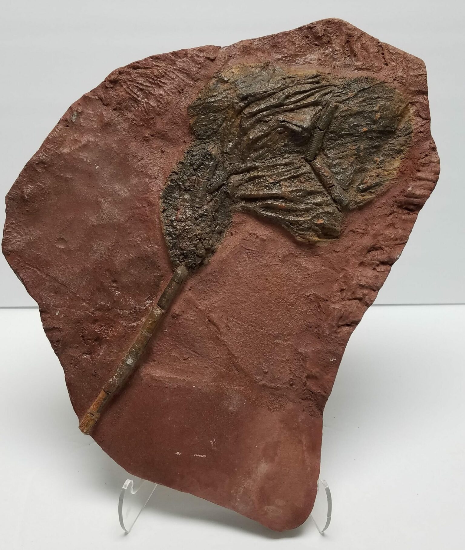 Crinoid Fossil