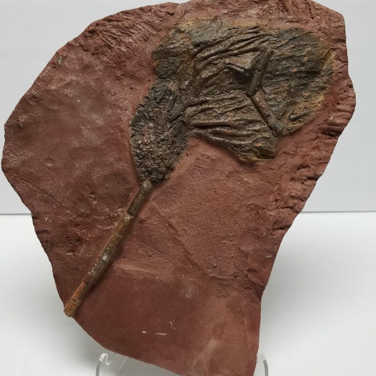 Crinoid Fossil