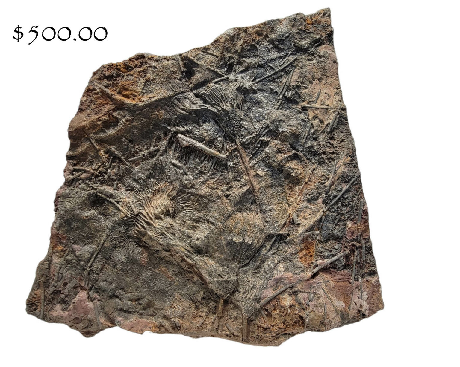 Crinoid Fossil - Image 2
