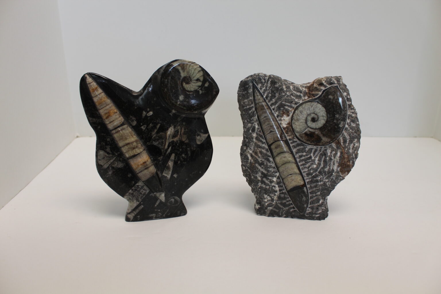 Ammonite and Orthoceras Fossil Sculpture