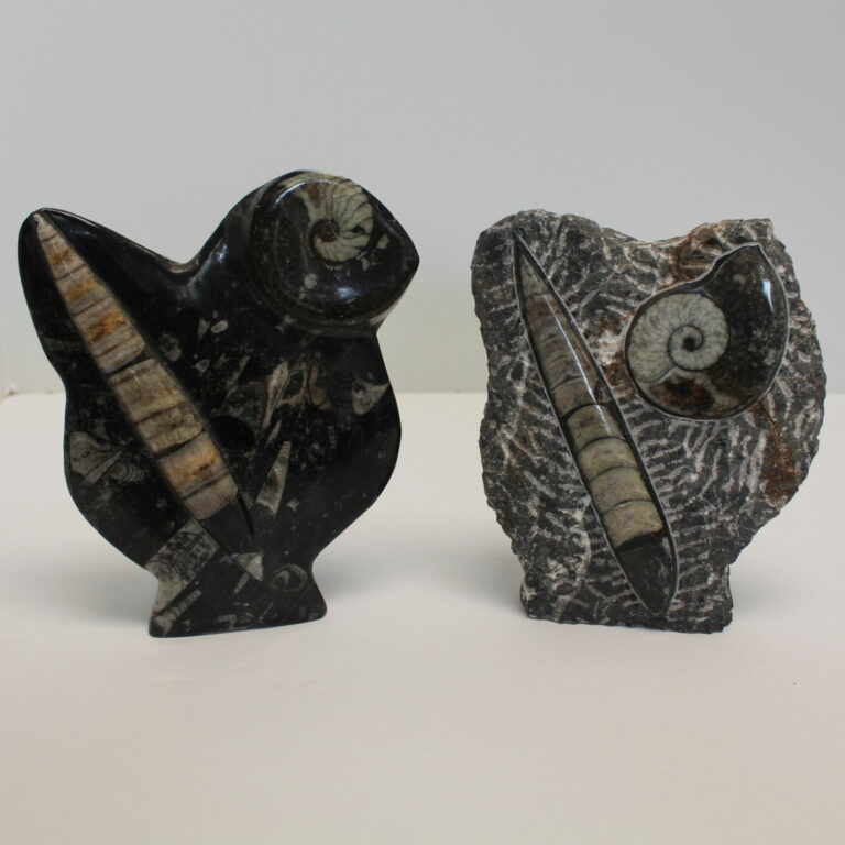 Ammonite and Orthoceras Fossil Sculpture