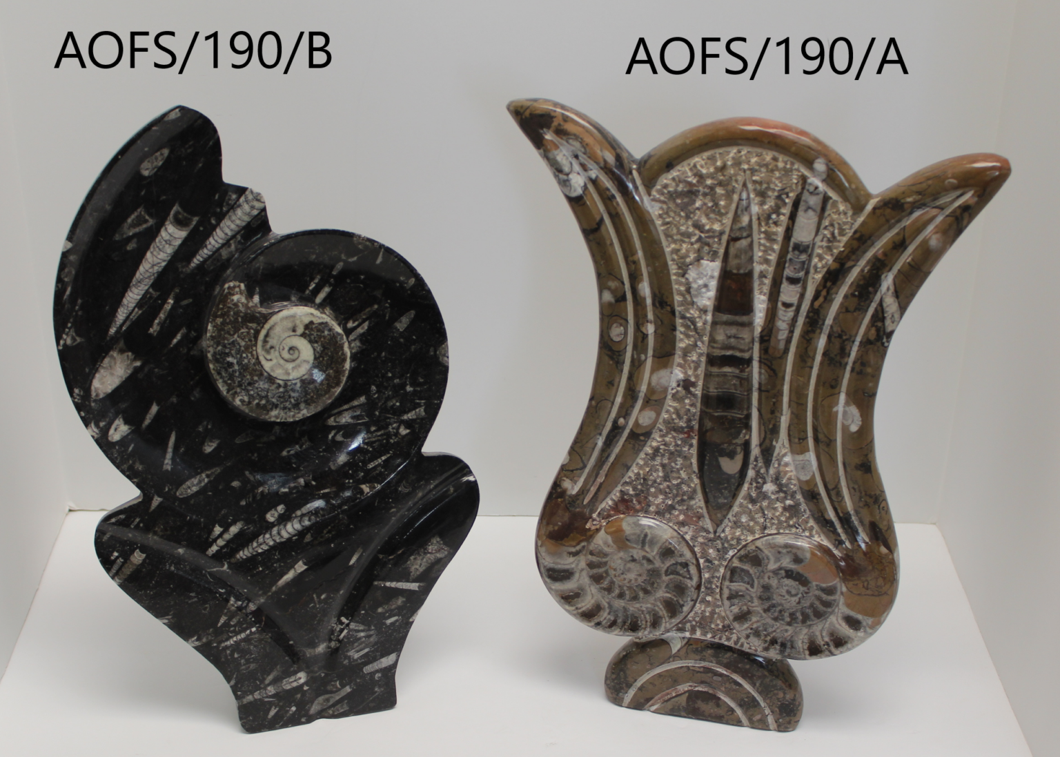 Ammonite and Orthoceras Fossil Sculpture - Image 3