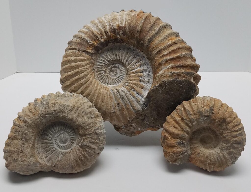 Fossils