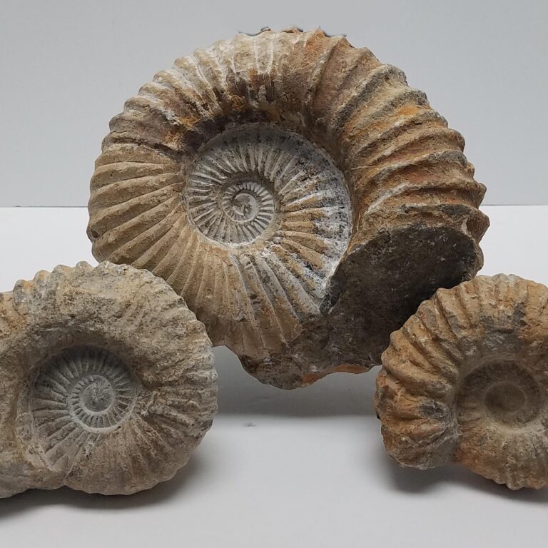 Agadir Ammonite Fossil