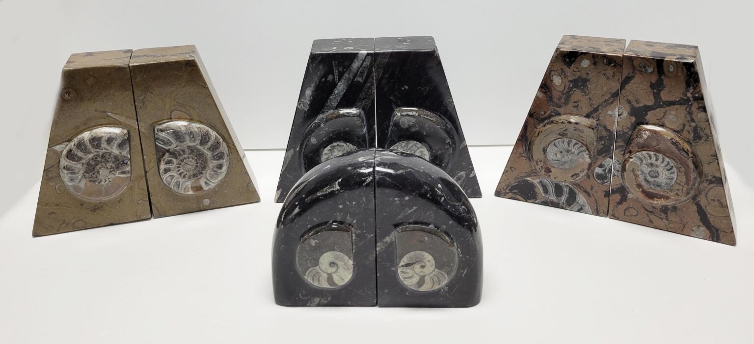 Ammonite Fossil Bookend
