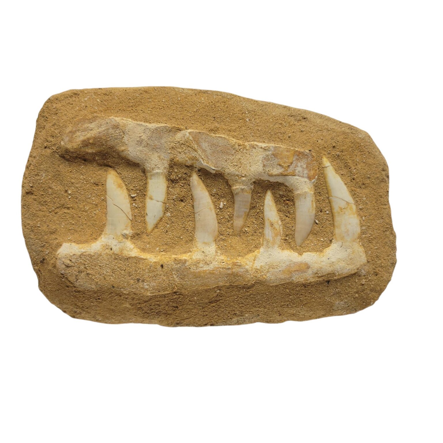 Enchodus Jaw Fossil