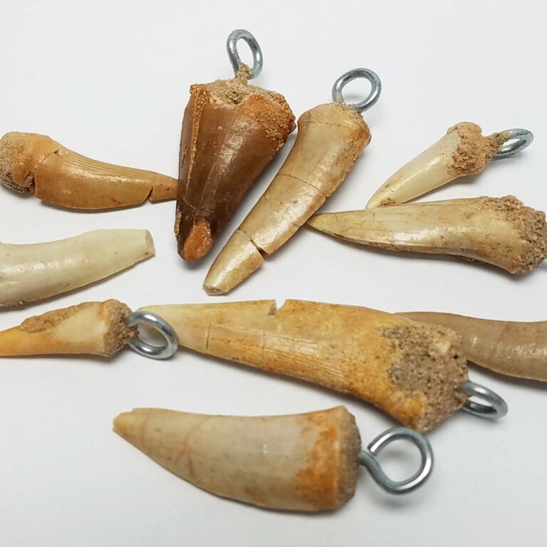 Enchodus Tooth Fossil Pendants