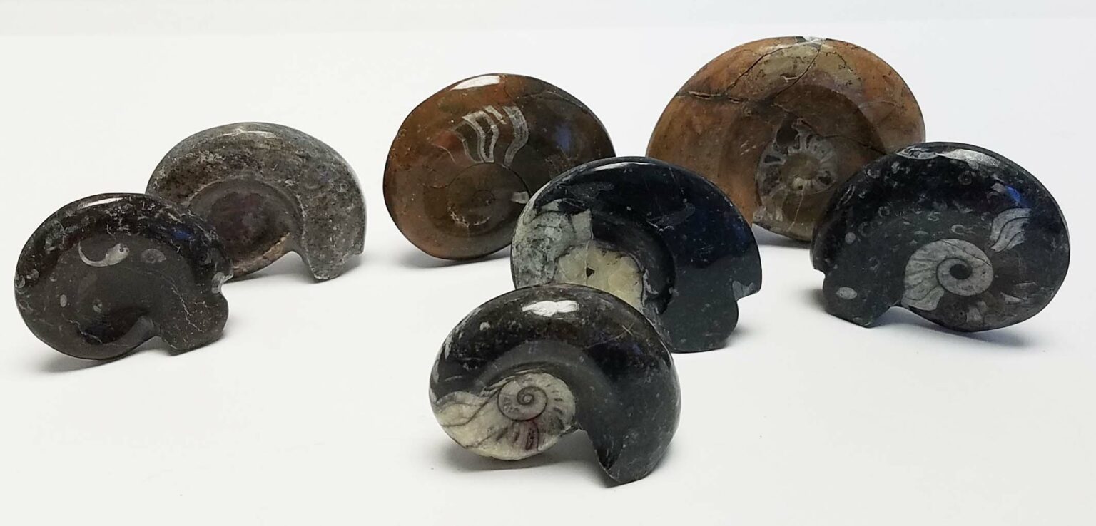 Goniatites, Freestanding