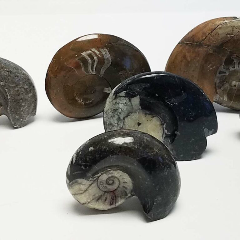Goniatites, Freestanding