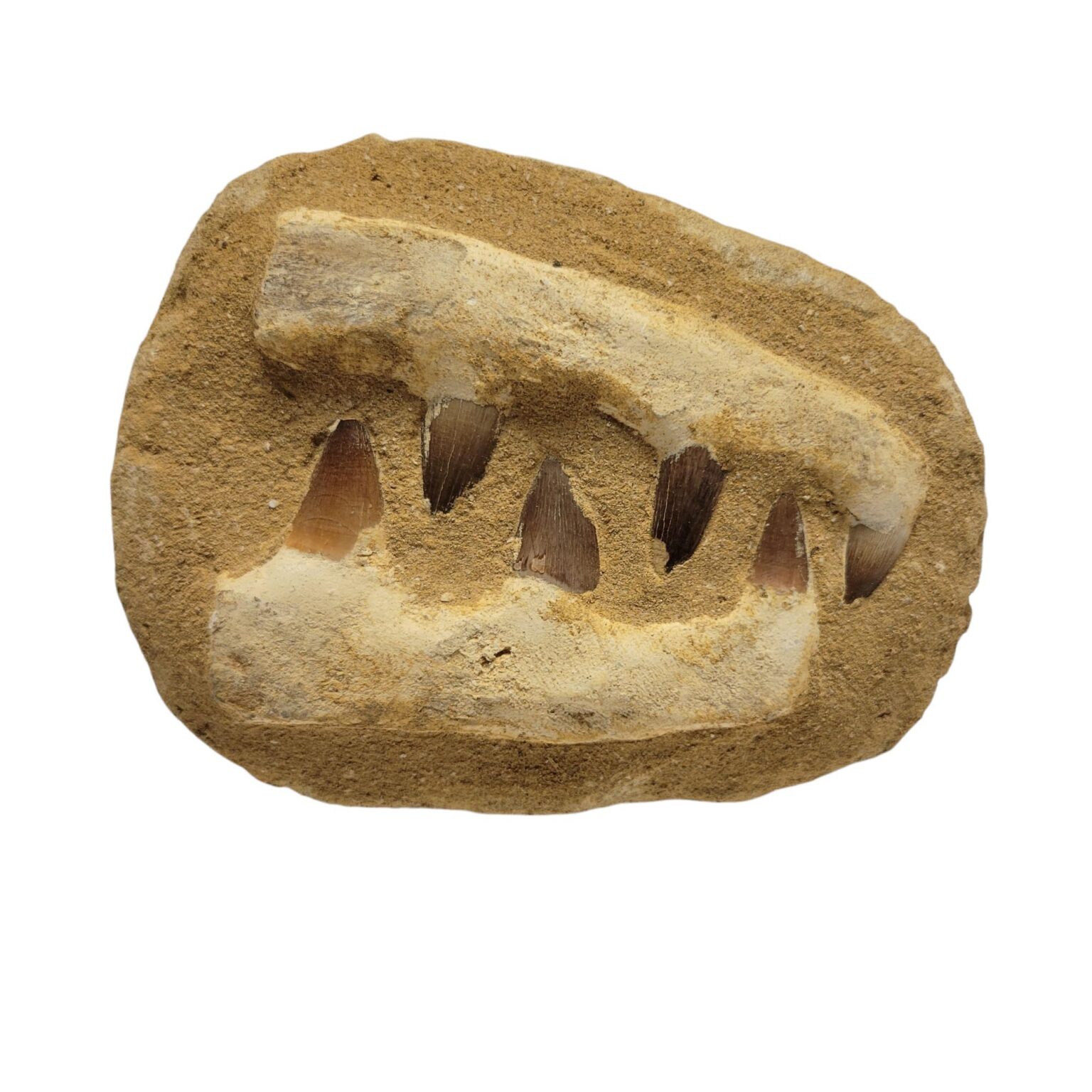 Mososaurus Jaw Fossil - Image 2