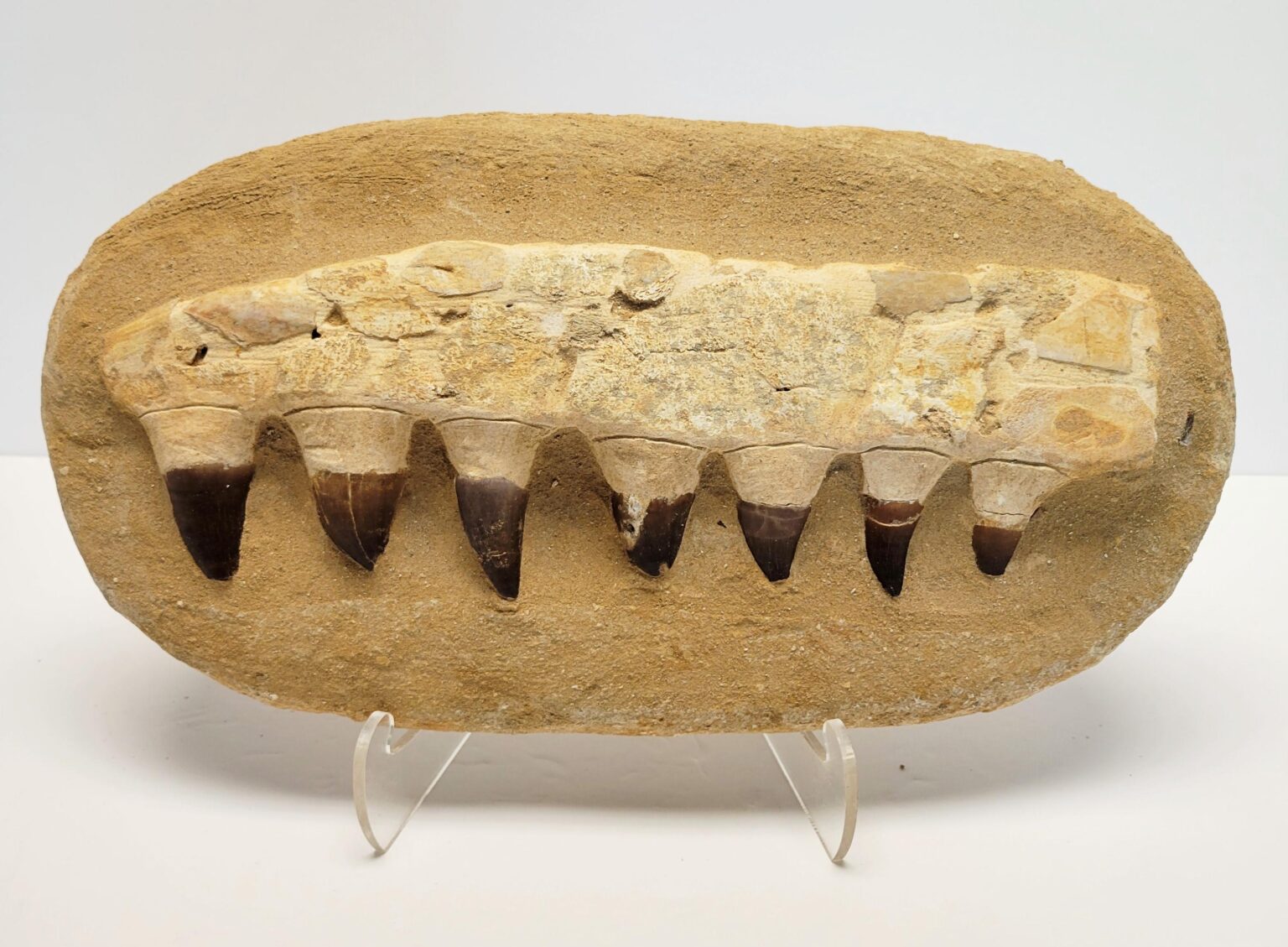 Mososaurus Jaw Fossil - Large