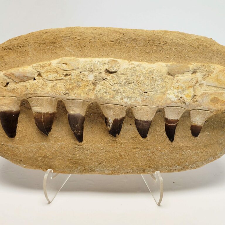 Mososaurus Jaw Fossil - Large