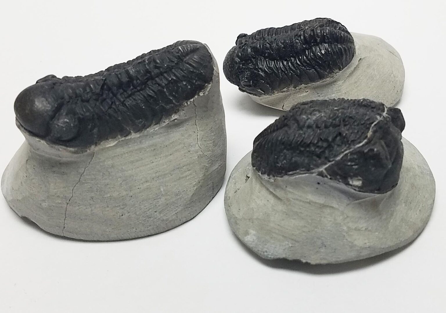 Metacanthina Trilobite Fossil