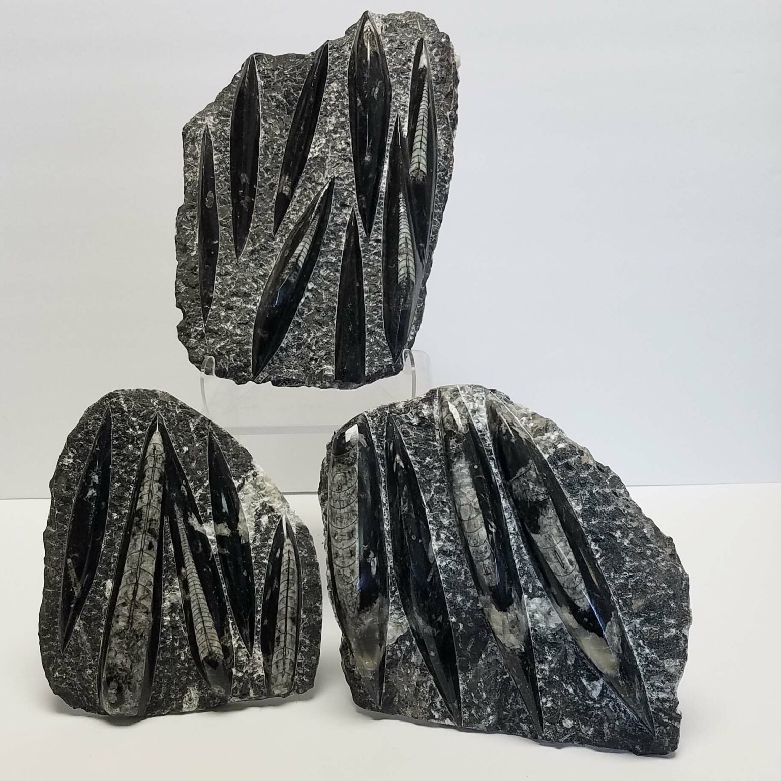 Orthoceras Fossil Plate