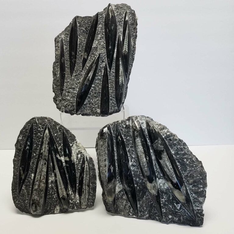 Orthoceras Fossil Plate