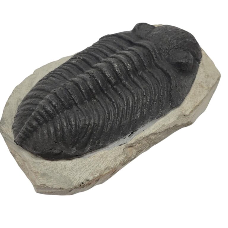 Phacops Trilobite Fossils