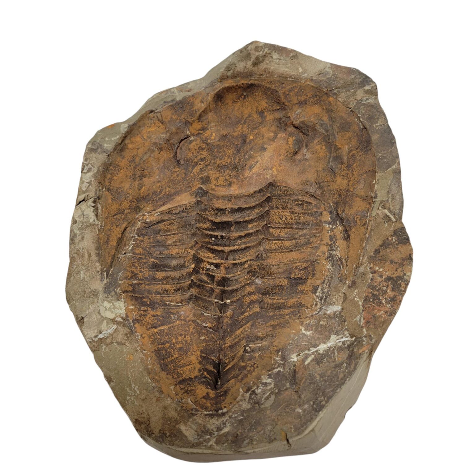 Redlichiida Trilobite