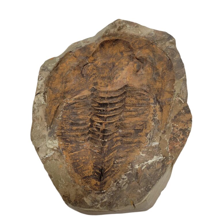 Redlichiida Trilobite