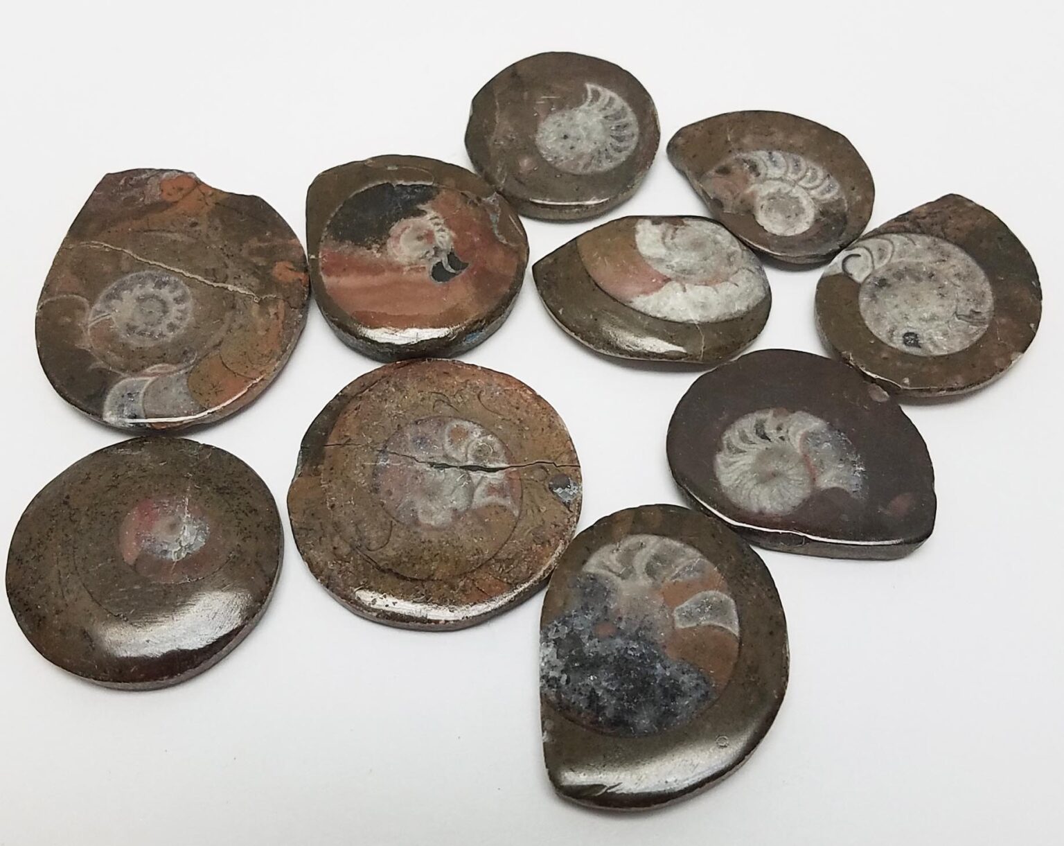 Small Ammonite Fossils - Image 2