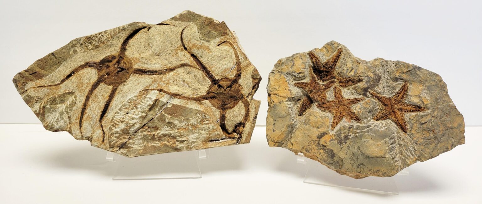 Extra Quality StarFish Fossil