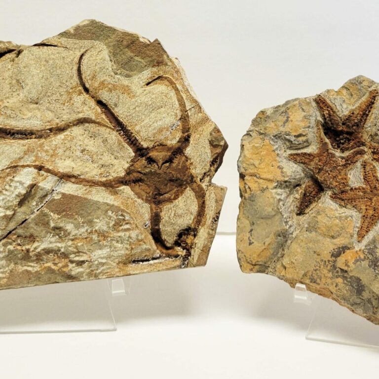Extra Quality StarFish Fossil