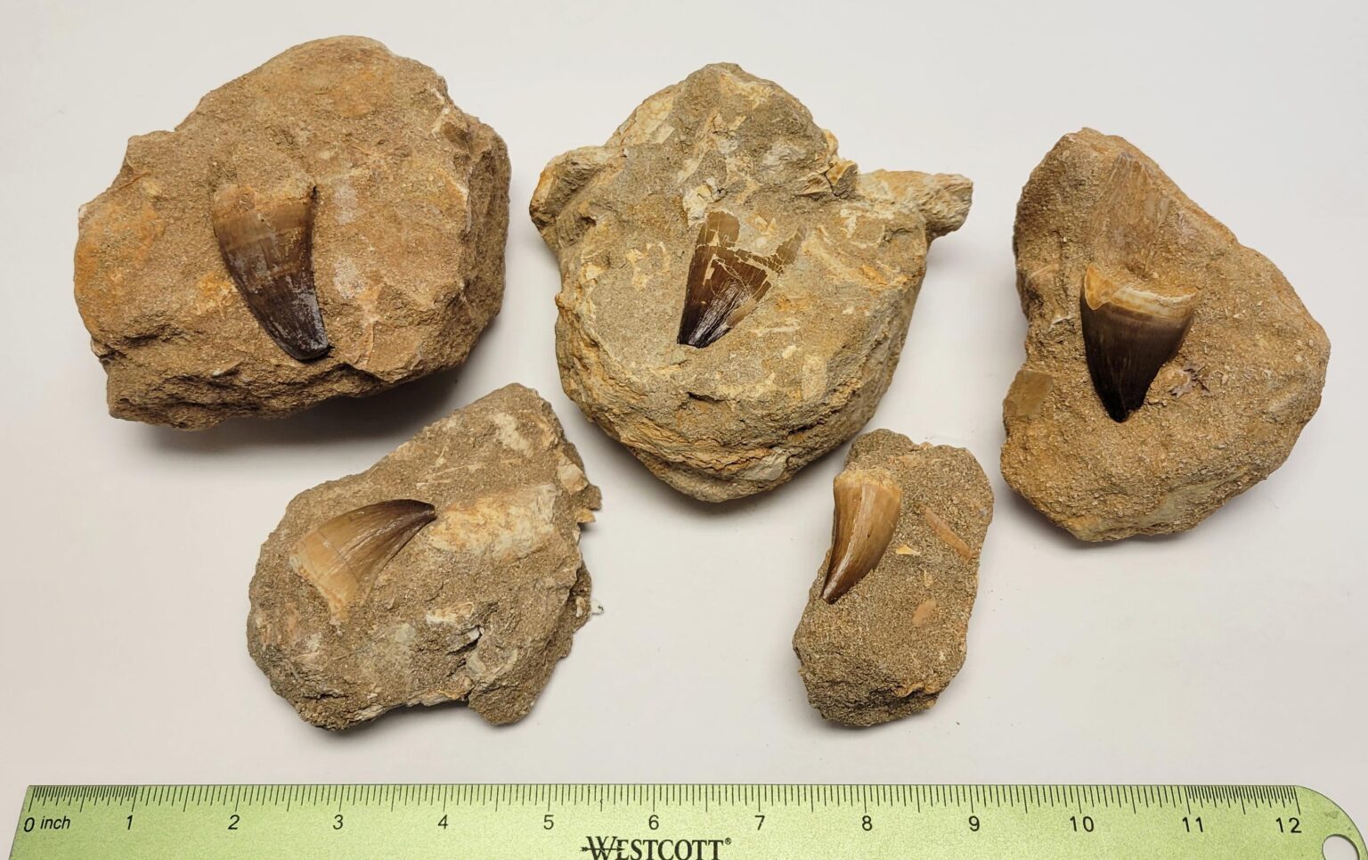 Single Mososaurus Tooth Fossil in Matrix