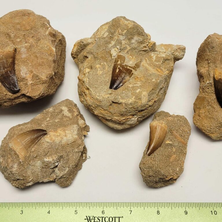 Single Mososaurus Tooth Fossil in Matrix