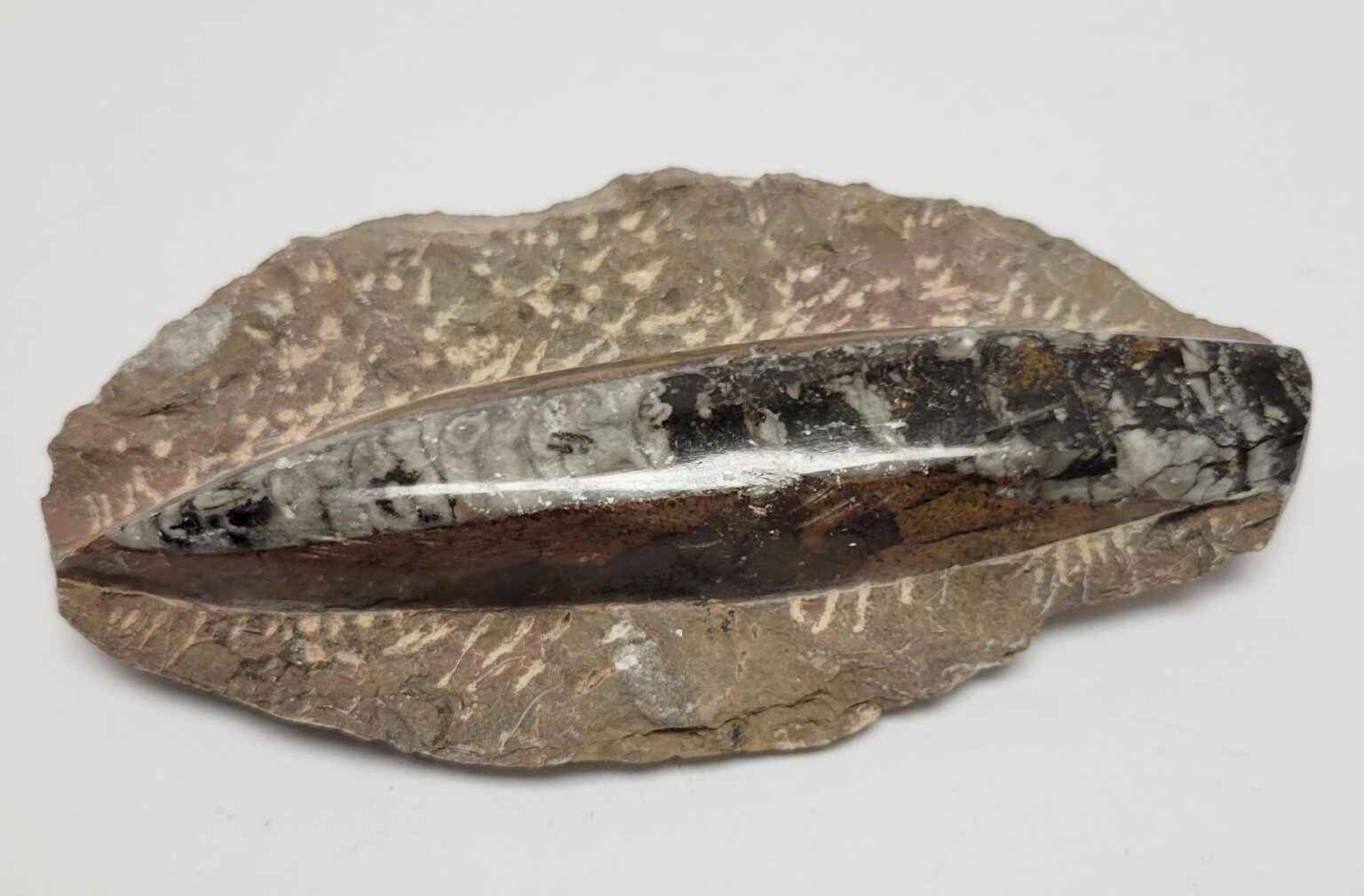Single Orthoceras Fossil in Matrix