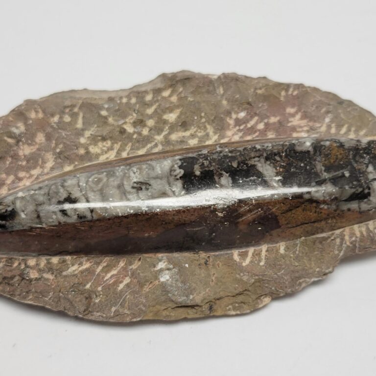 Single Orthoceras Fossil in Matrix