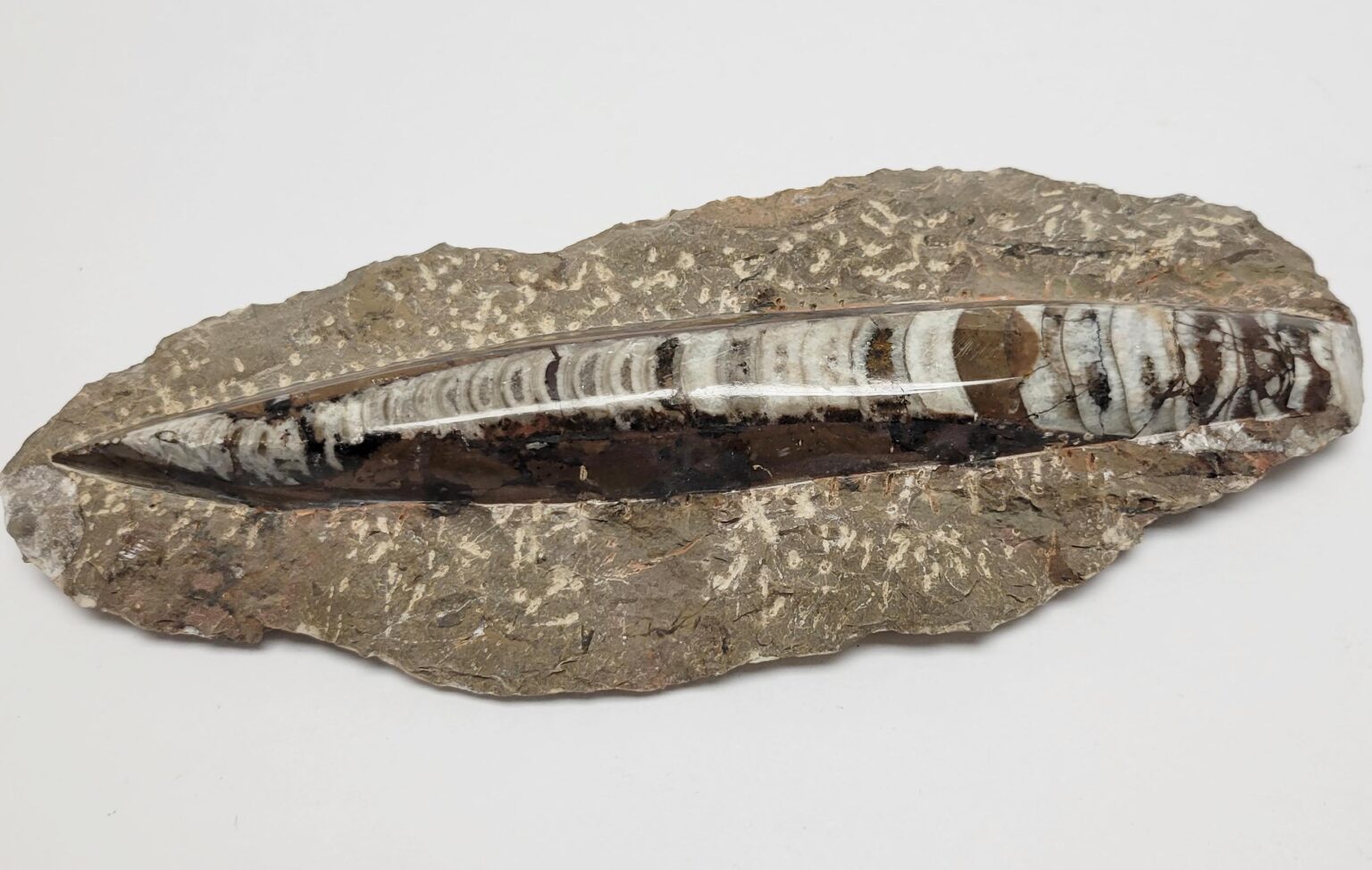 Single Orthoceras Fossil in Matrix, Brown