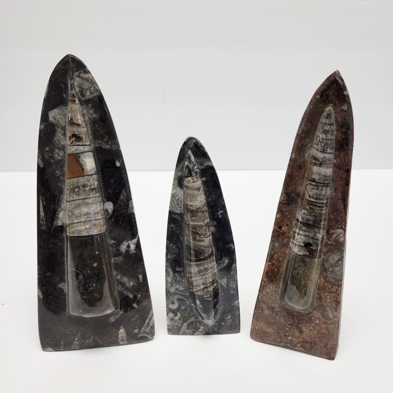 Single Orthoceras Fossil Sculptures