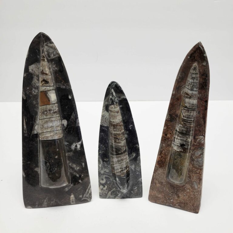 Single Orthoceras Fossil Sculptures