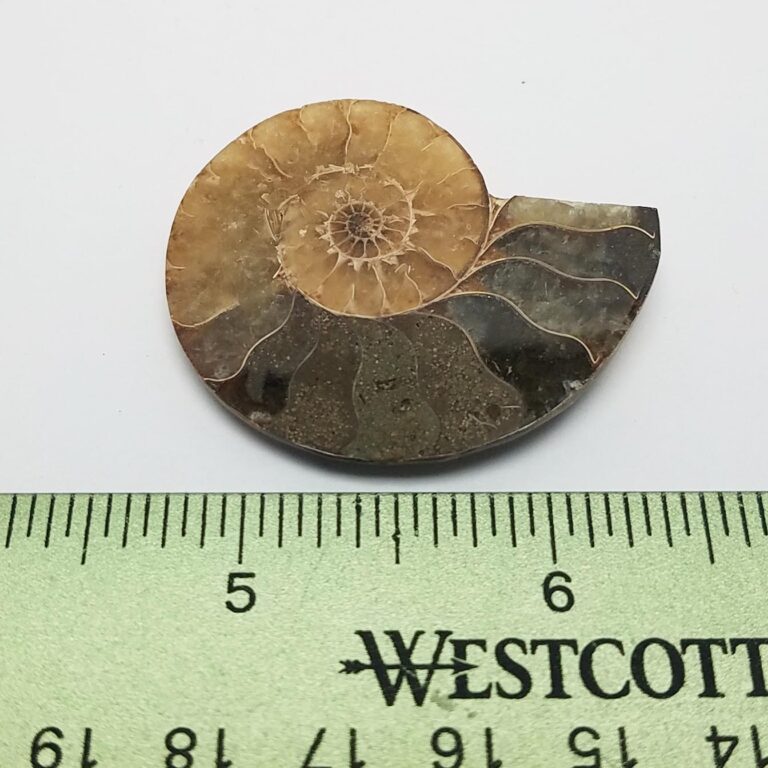 Single Split Polished Ammonite Fossil