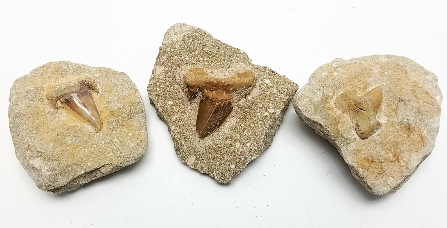 Sharks Tooth Fossil in Matrix