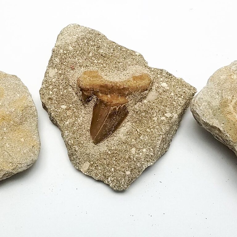 Sharks Tooth Fossil in Matrix