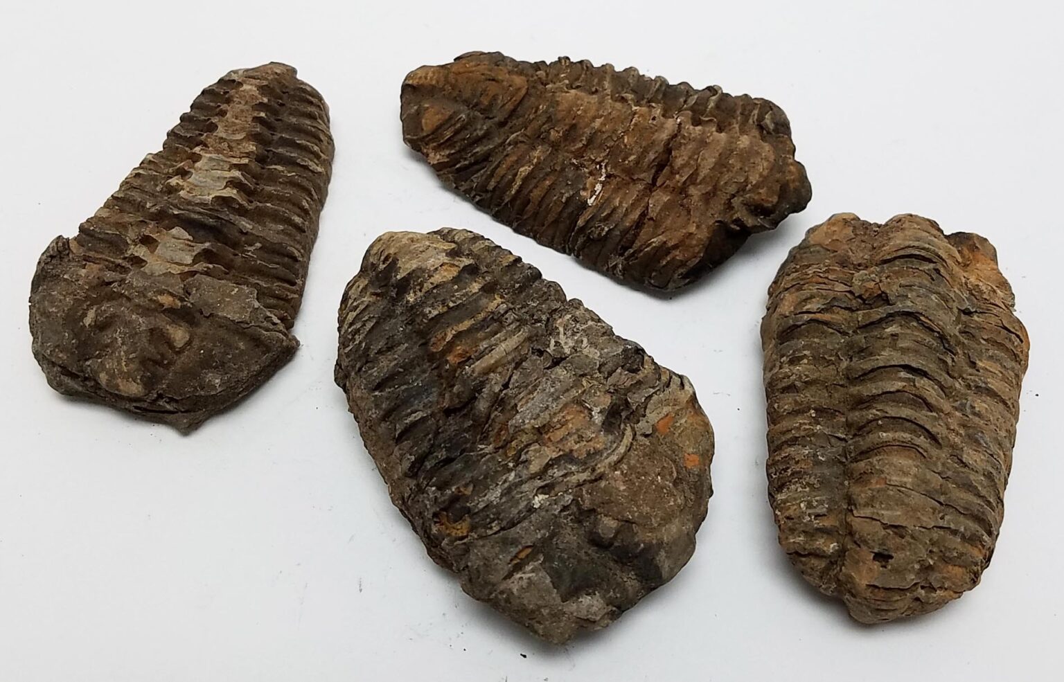 Trilobite Fossil