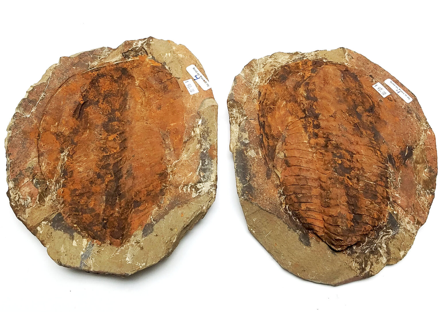Redlichiida Trilobite - Image 2