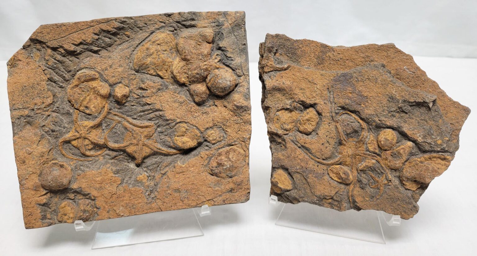 Extra Quality StarFish Fossil - Image 3
