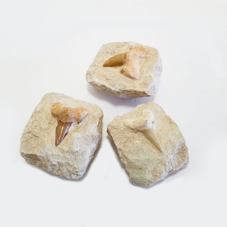Sharks Tooth Fossil in Matrix