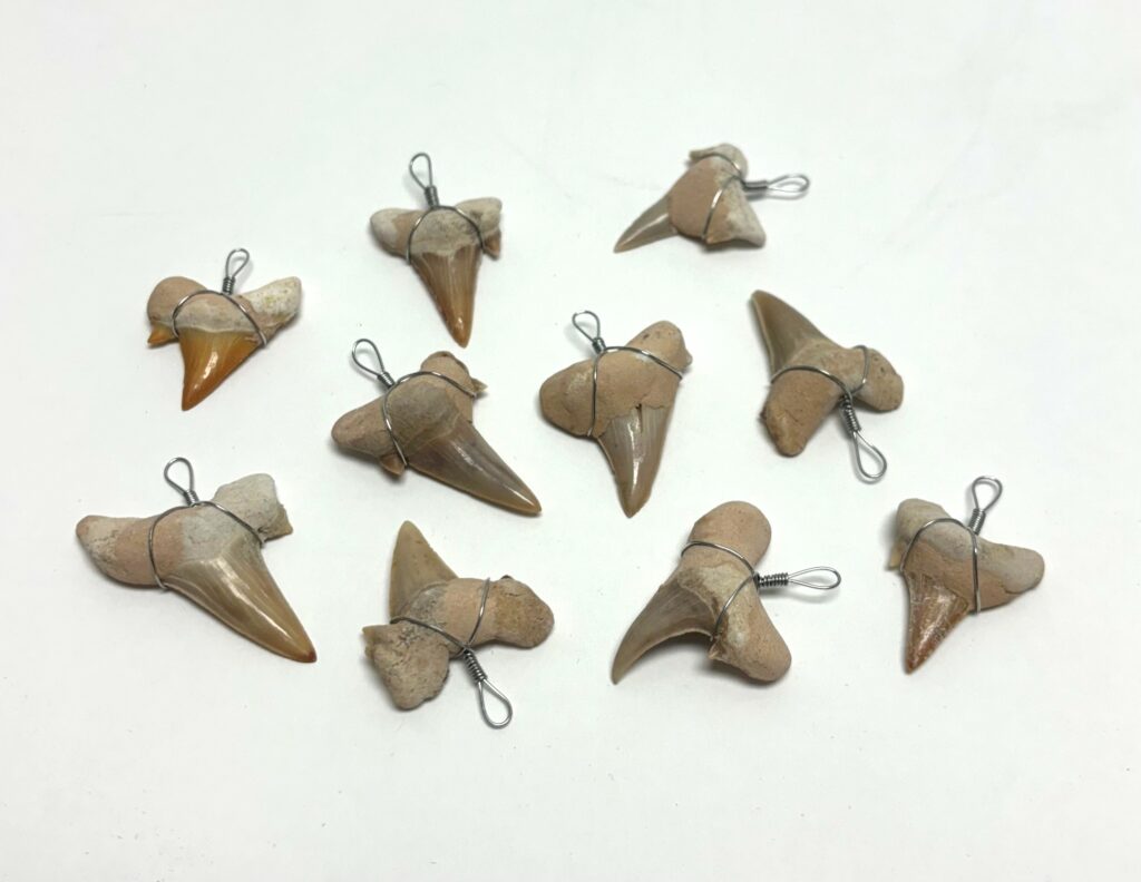 sharks teeth necklaces
