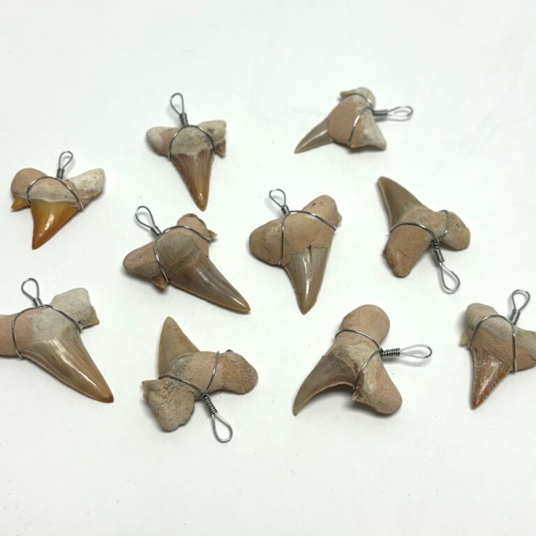 Shark Tooth Pendant (10 pc. per pkg.)
