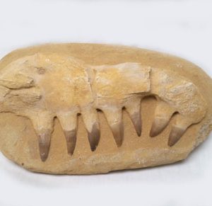 Mososaurus Jaw Fossil, Medium