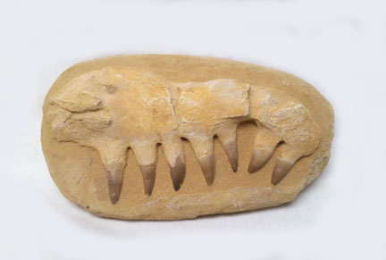 Jaw fossil