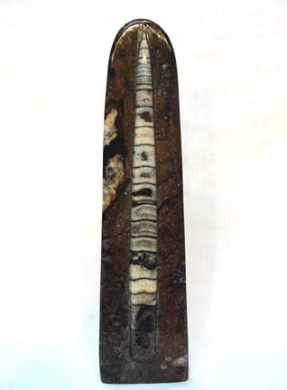 Single Orthoceras Fossil Sculptures